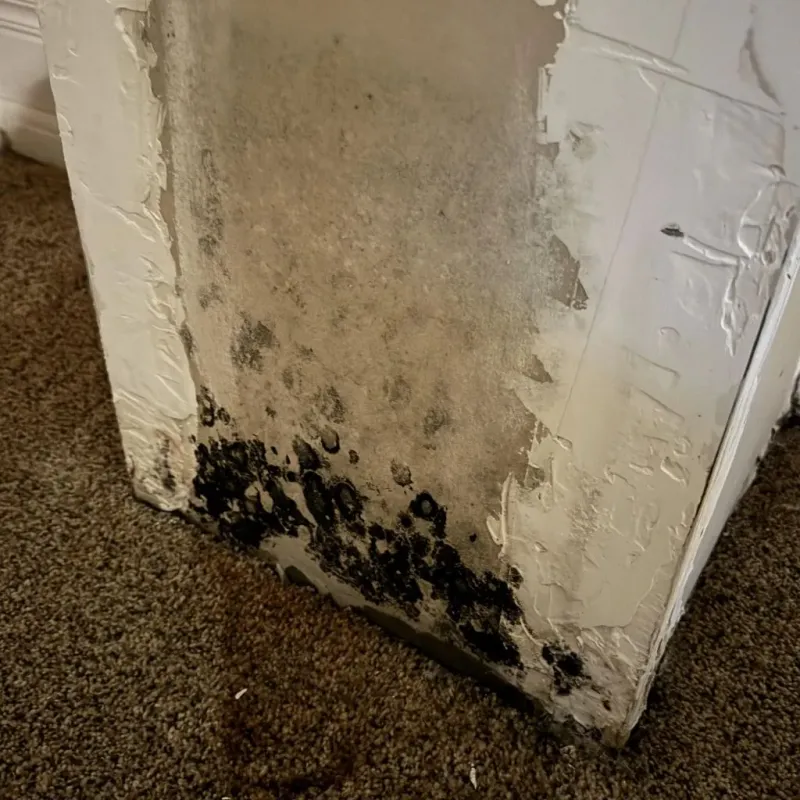 Professional Mold Removal in Hansford County, TX